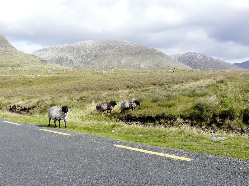 3011 3070 Irland Schafe Einleitung