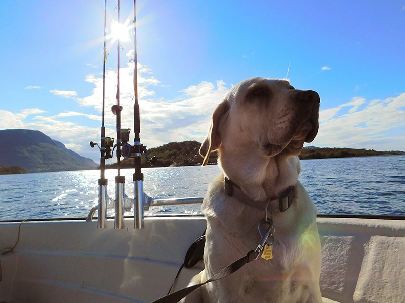 Norwegen | Rund um den Romsdalfjord | Hund