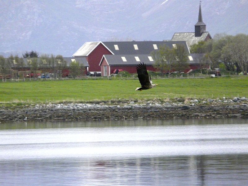 Norwegen | Smøla | Adler