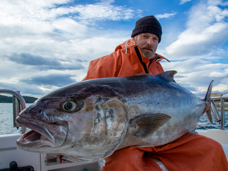 Angelreisen Kroatien 1502 Amberjack