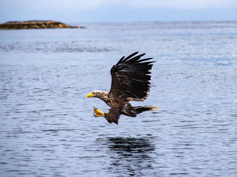 Norwegen | Seeadler im Anflug