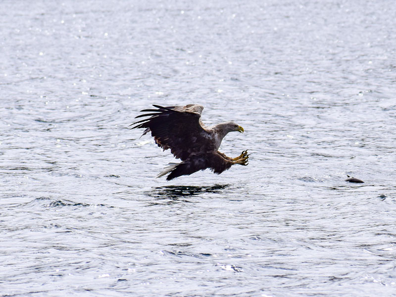 Norwegen | Rund um Rørvik | Seeadler