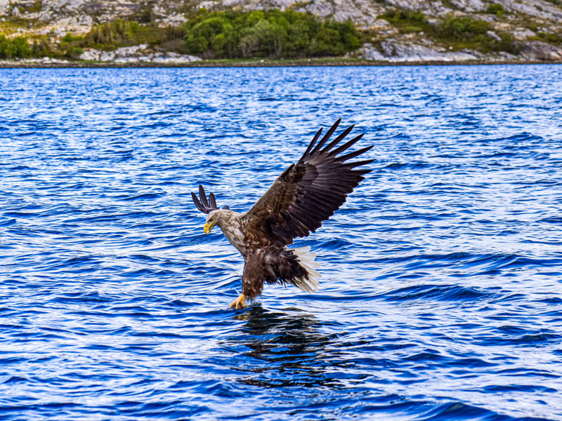 Norwegen | Fosen und Flatanger | Seeadler