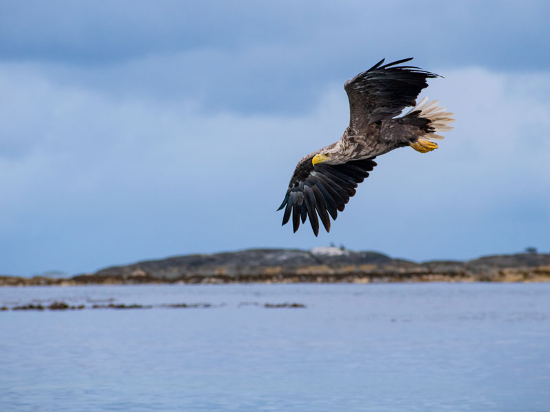 Norwegen | Møre og Romsdal | Seeadler