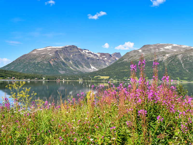 Norwegen | Nordland | Landschaft mit Blumen