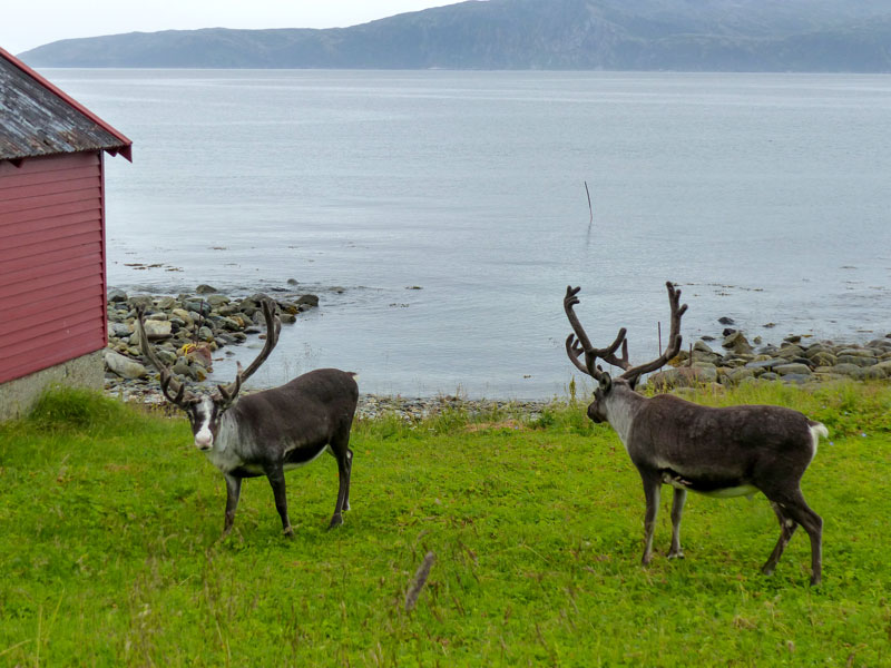 Norwegen | Nordland | Rentiere am Fjord