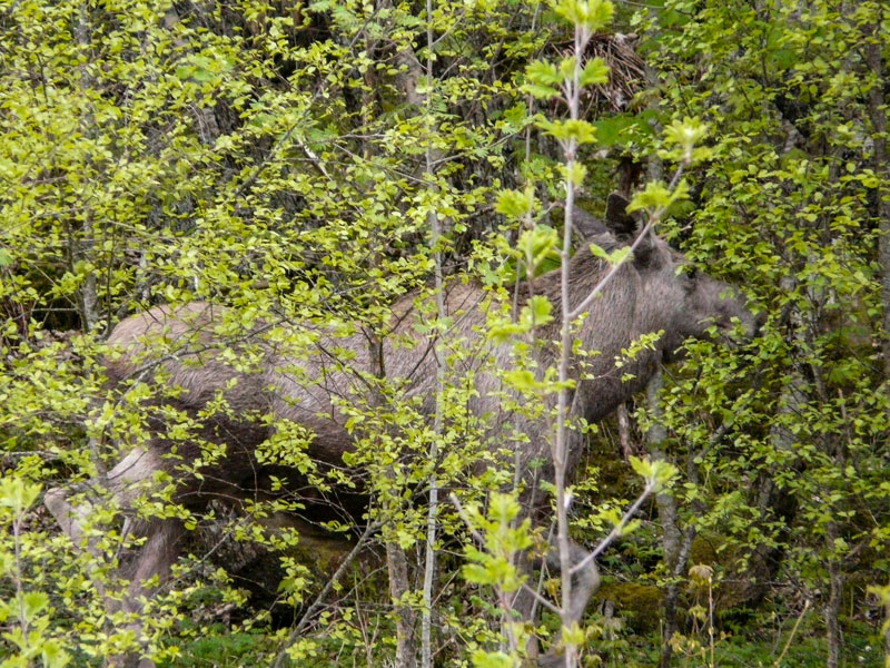 Norwegen | Rund um Rørvik | Elch im Wald