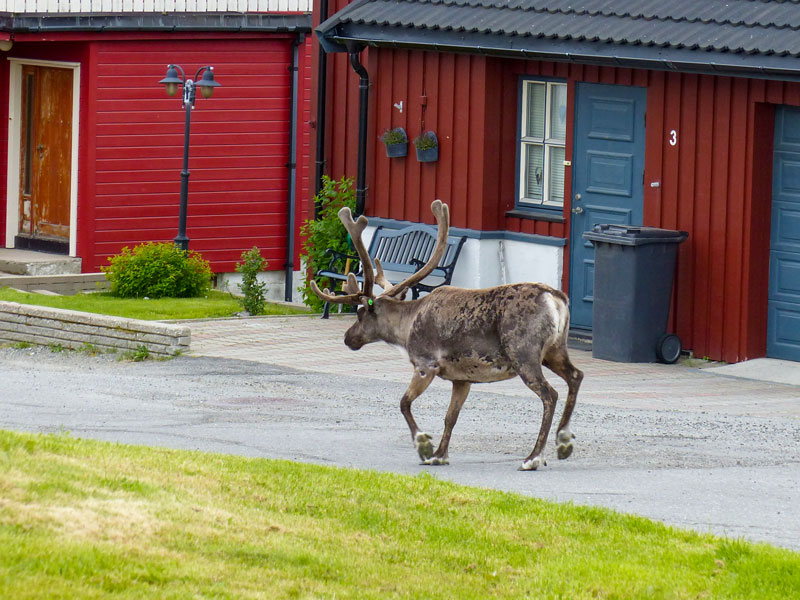 Norwegen | Troms og Finnmark | Rentier im Ort