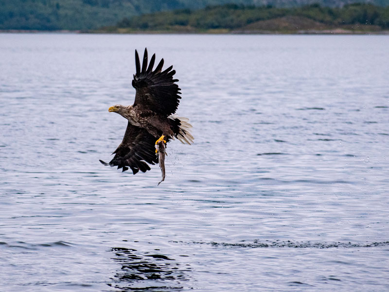 Norwegen | Troms og Finnmark | Seeadler