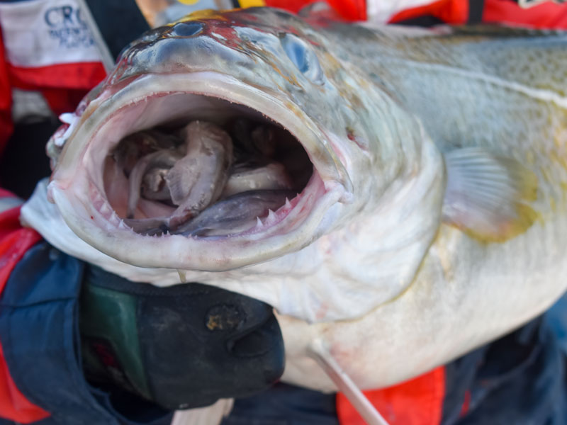 Norwegen | Troms og Finnmark | Skrei Fang