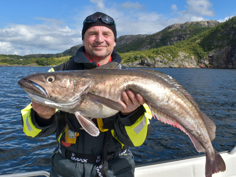 Norwegen | Trøndelag | Seehecht