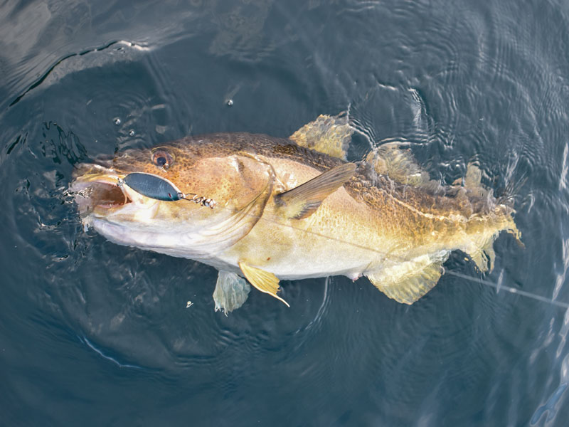 Norwegen | Vestland | Dorsch im Wasser