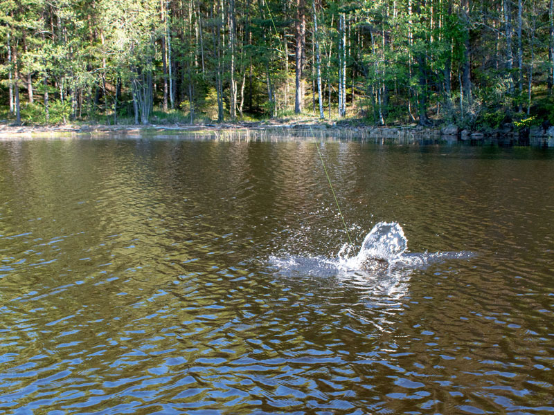 Schweden | Småland | Hecht im Drill