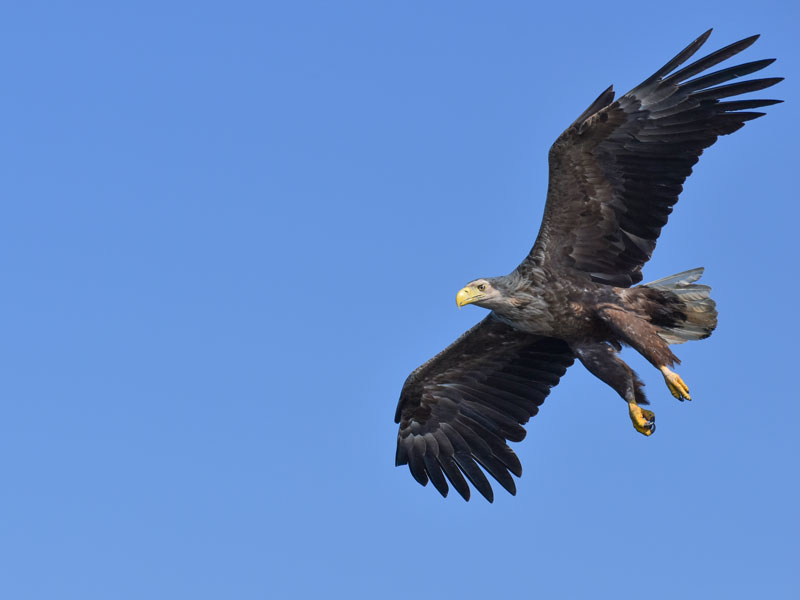 Norwegen | Vestland | Seeadler im Anflug