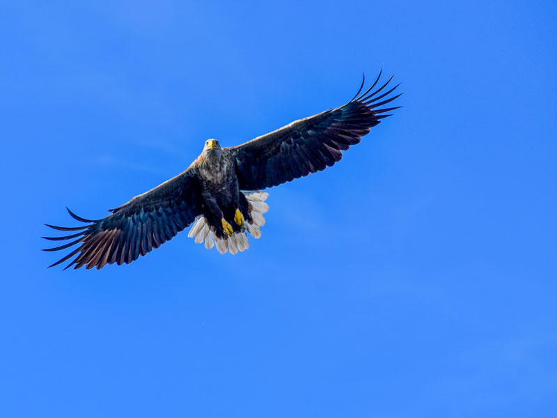 Norwegen | Nordland | Seeadler