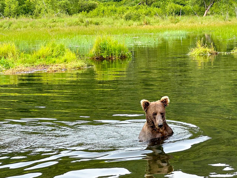 Angelreise Alaska Bär