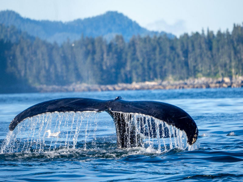 Angelreise Alaska Walfinne