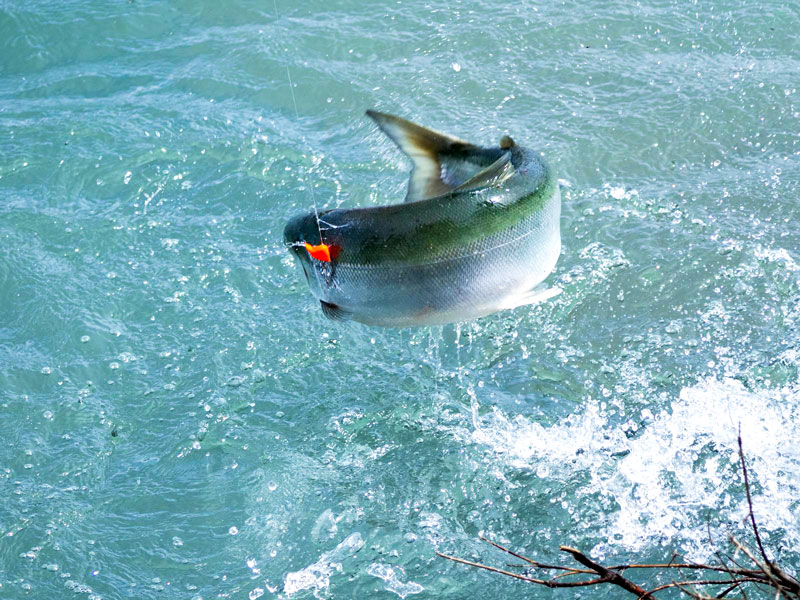 Angelreise Alaska springender Lachs