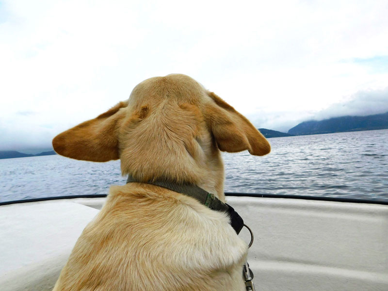 Angeleisen mit Hund Beitragsbild