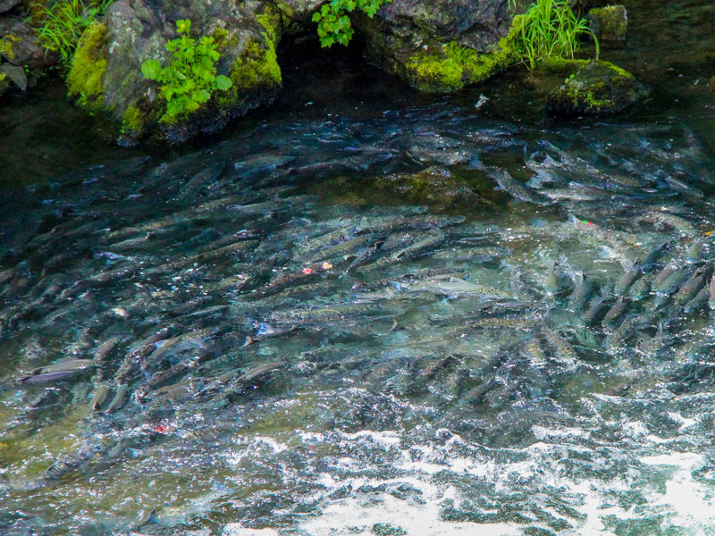 Angelreise Alaska Lachsansammlung