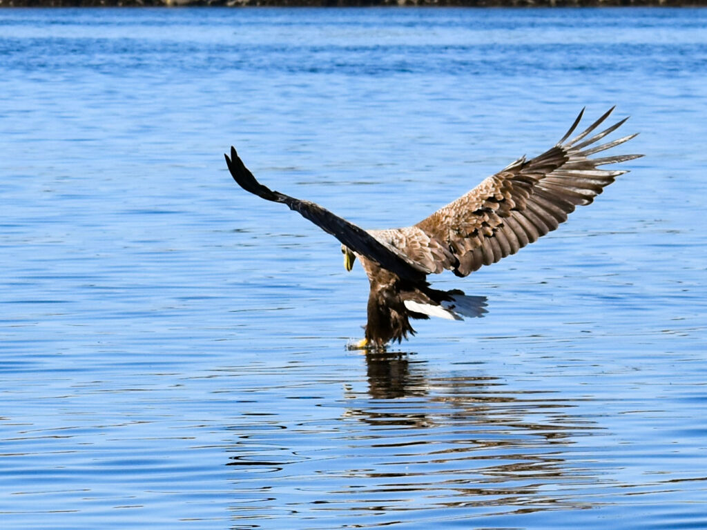 Blog 2026 Angeln in Mittelnorwegen Hintergrund